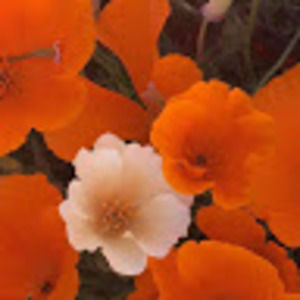 Meet your Posher, Fanny velasco